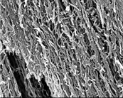 取向性多壁碳納米管JCAMT-98-11-40，JCAMT-95-16-60（Oriented Carbon Nanotubes,O-CNTs）
