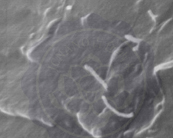 碳納米管改性環(huán)氧樹脂